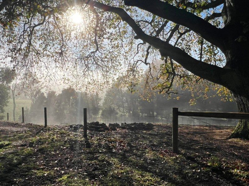 Misty morning light over a new wire fence line under a large tree