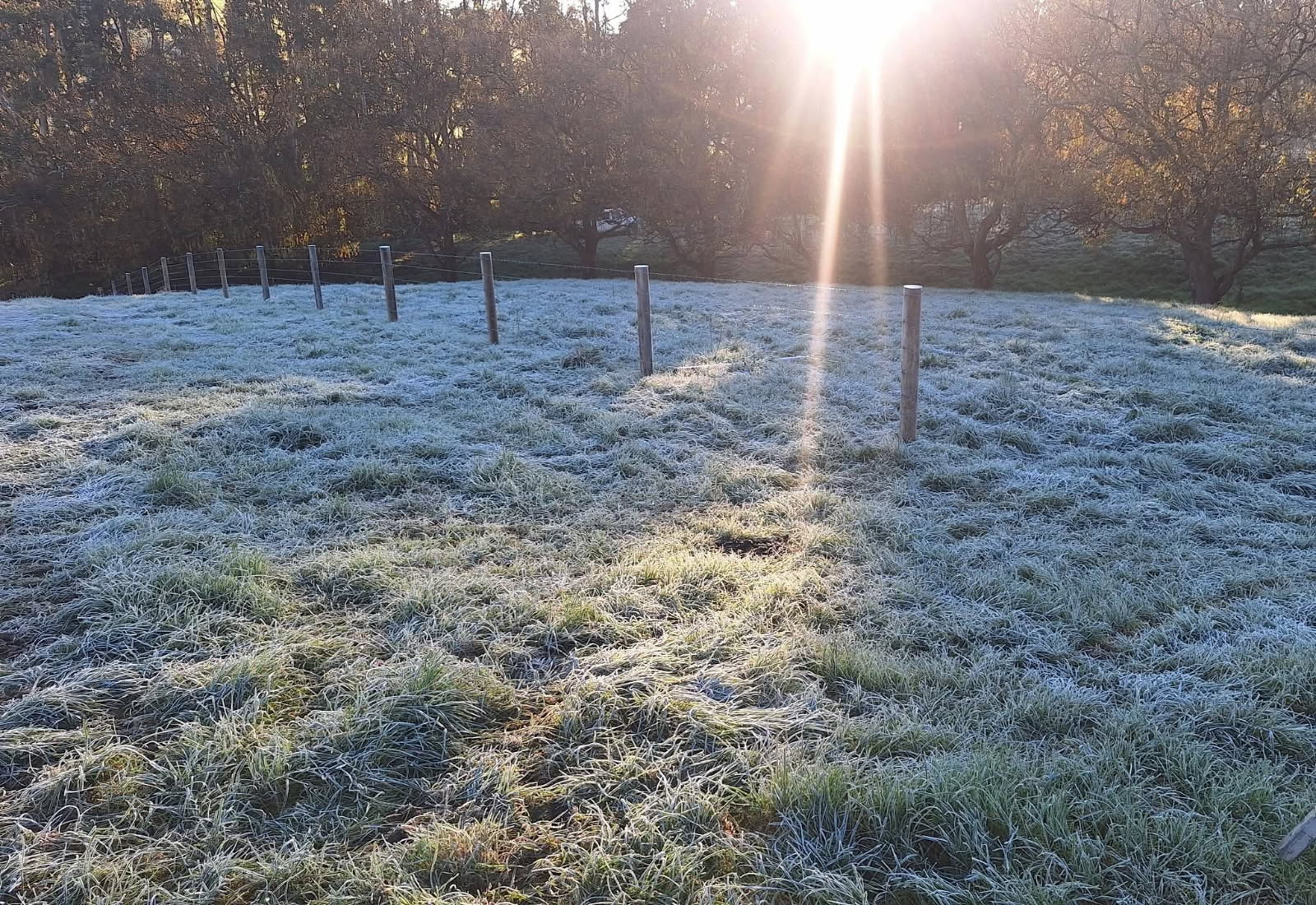 Custom livestock yard and timber fence